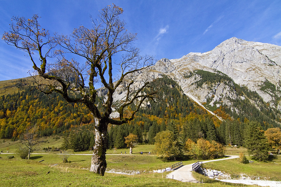 Der große Ahornboden II