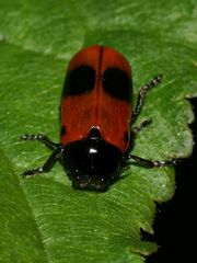 Der Große Ameisen-Sackkäfer (Clytra laeviuscula) ...