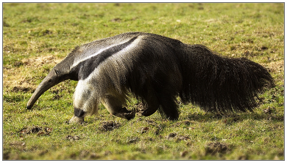 der große Ameisenbär