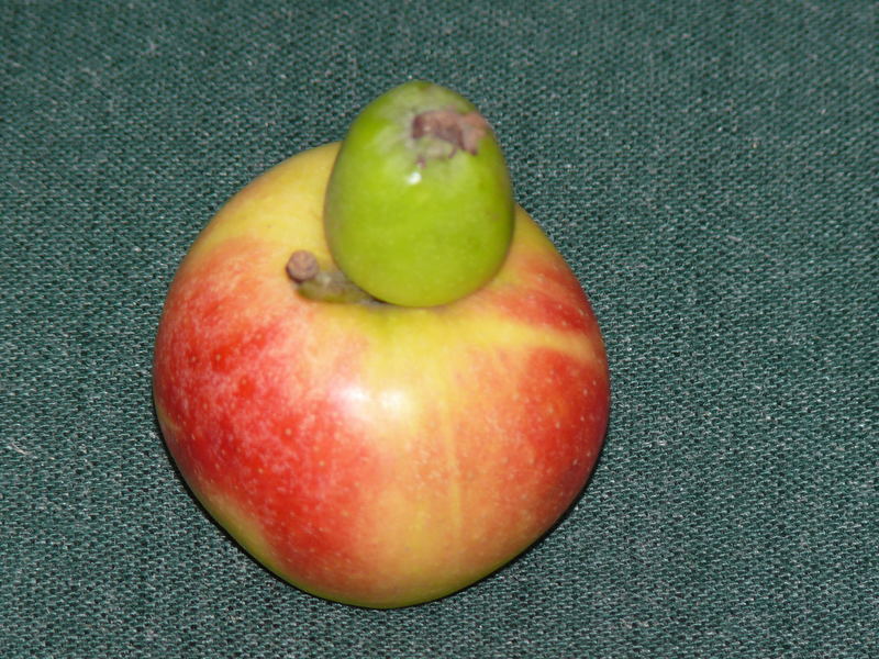 Der Große Apfel und sein Kind