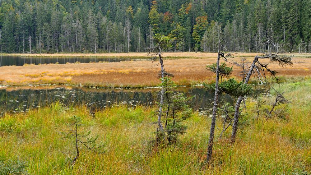 Der große Arbersee