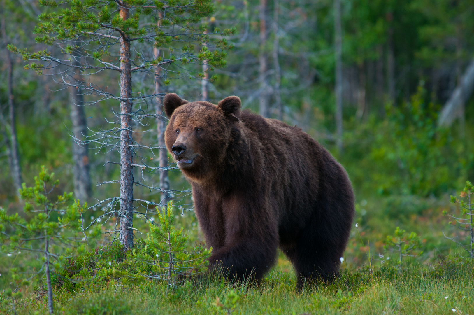 Der Grosse Bär