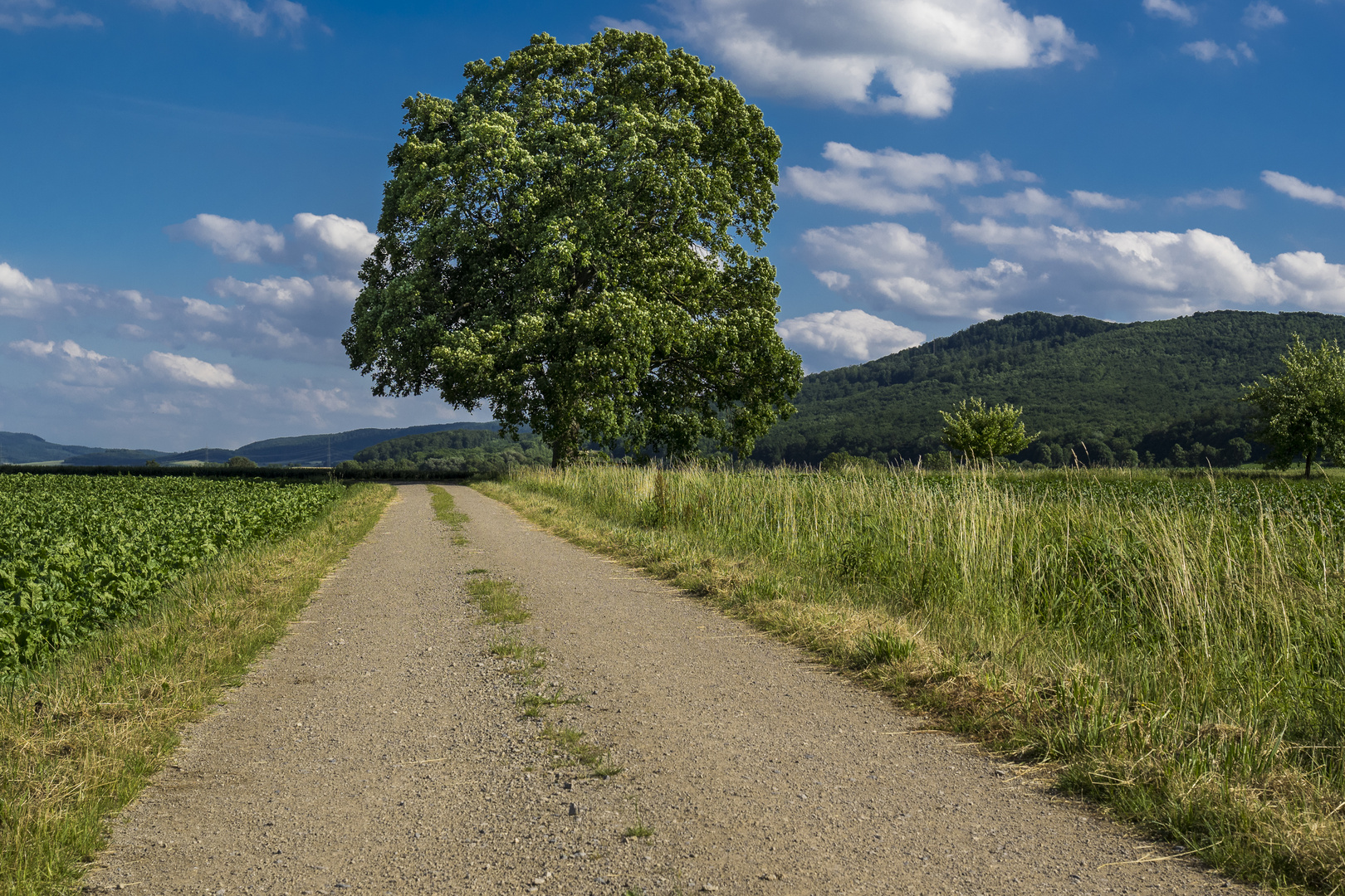 Der große Baum am Wegesrand