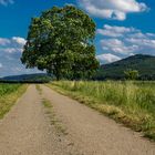 Der große Baum am Wegesrand