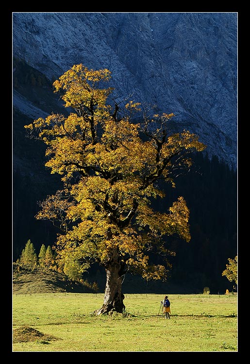 Der "große" Baum und der "kleine" Fotograf