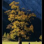 Der "große" Baum und der "kleine" Fotograf