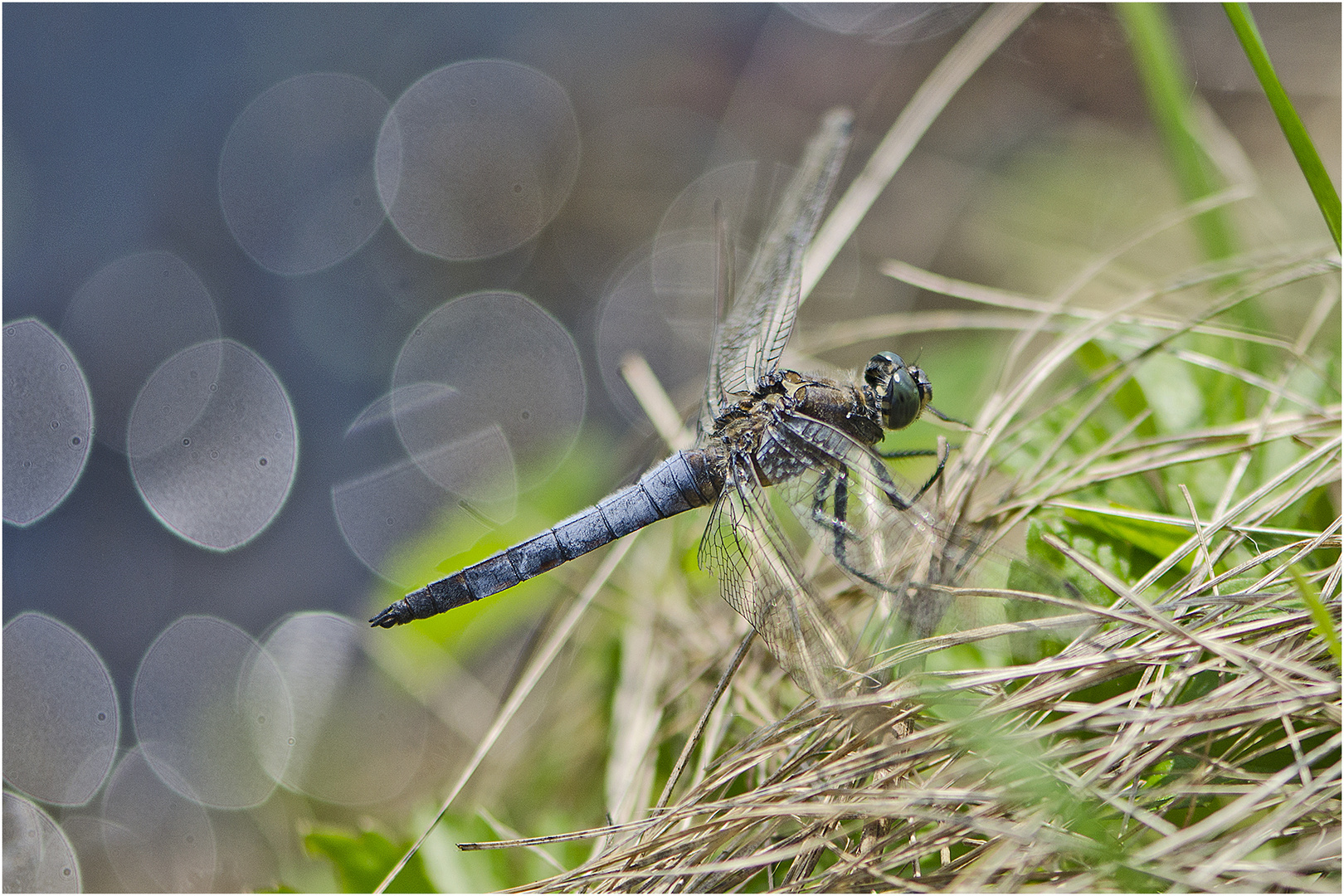 Der Große Blaupfeil (Orthetrum cancellatum) . . .