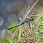 Der Große Blaupfeil (Orthetrum cancellatum) . . .