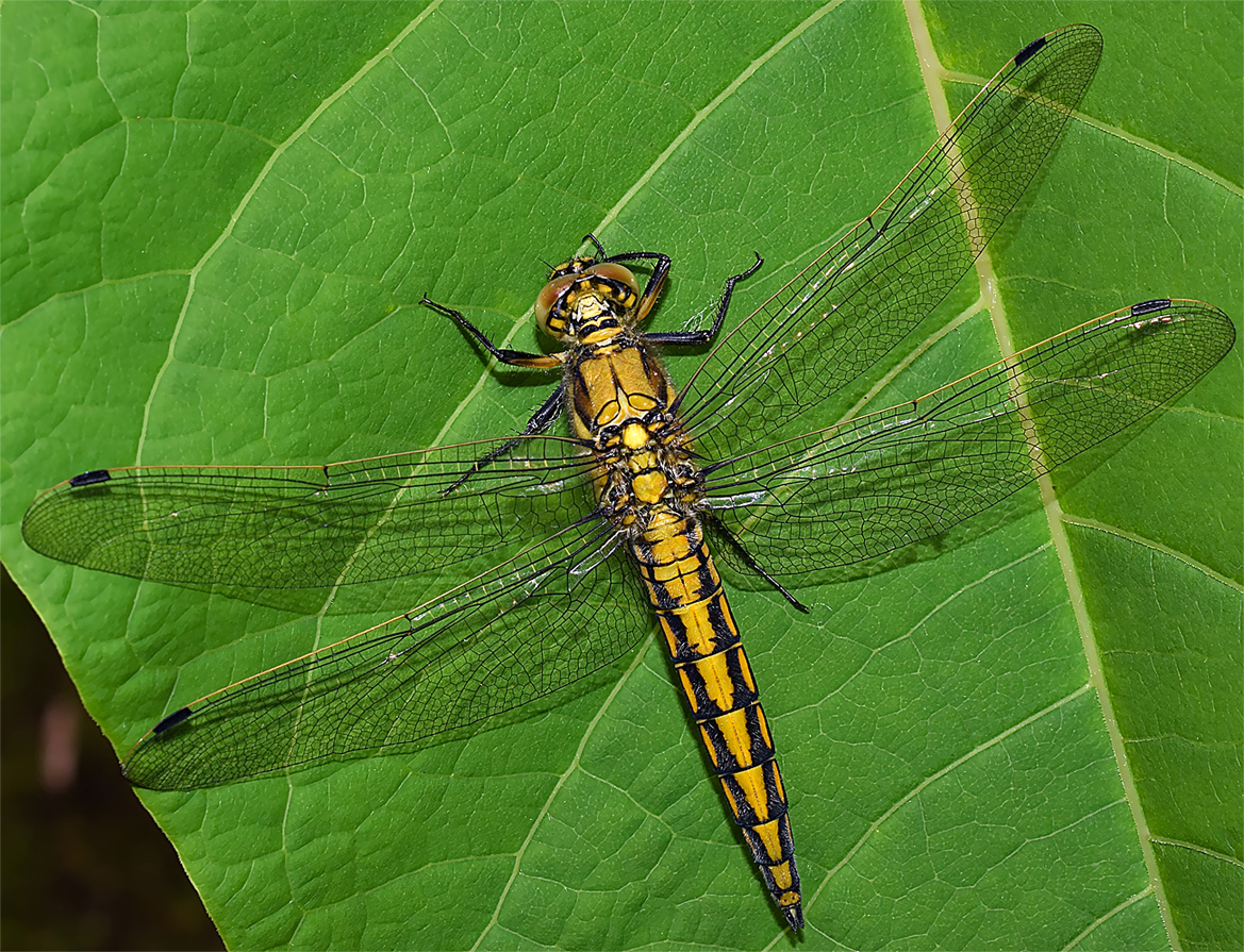 Der Große Blaupfeil (Orthetrum cancellatum) ... 