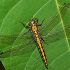 Der Große Blaupfeil (Orthetrum cancellatum) ... 