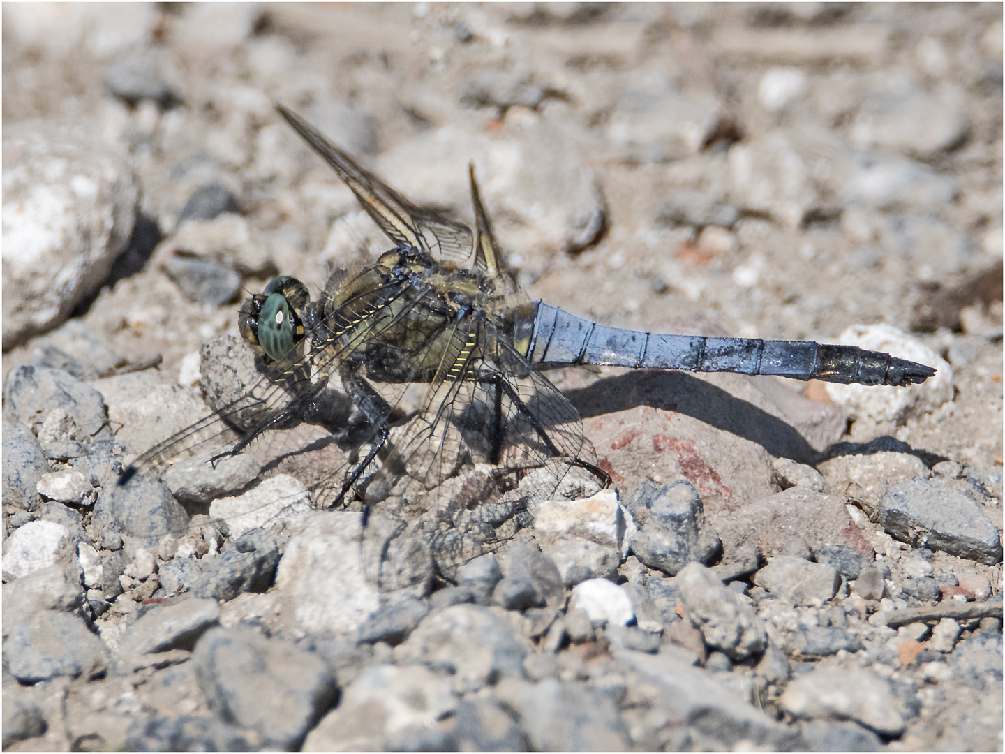 Der Große Blaupfeil (Orthetrum cancellatum) . . .