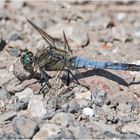 Der Große Blaupfeil (Orthetrum cancellatum) . . .