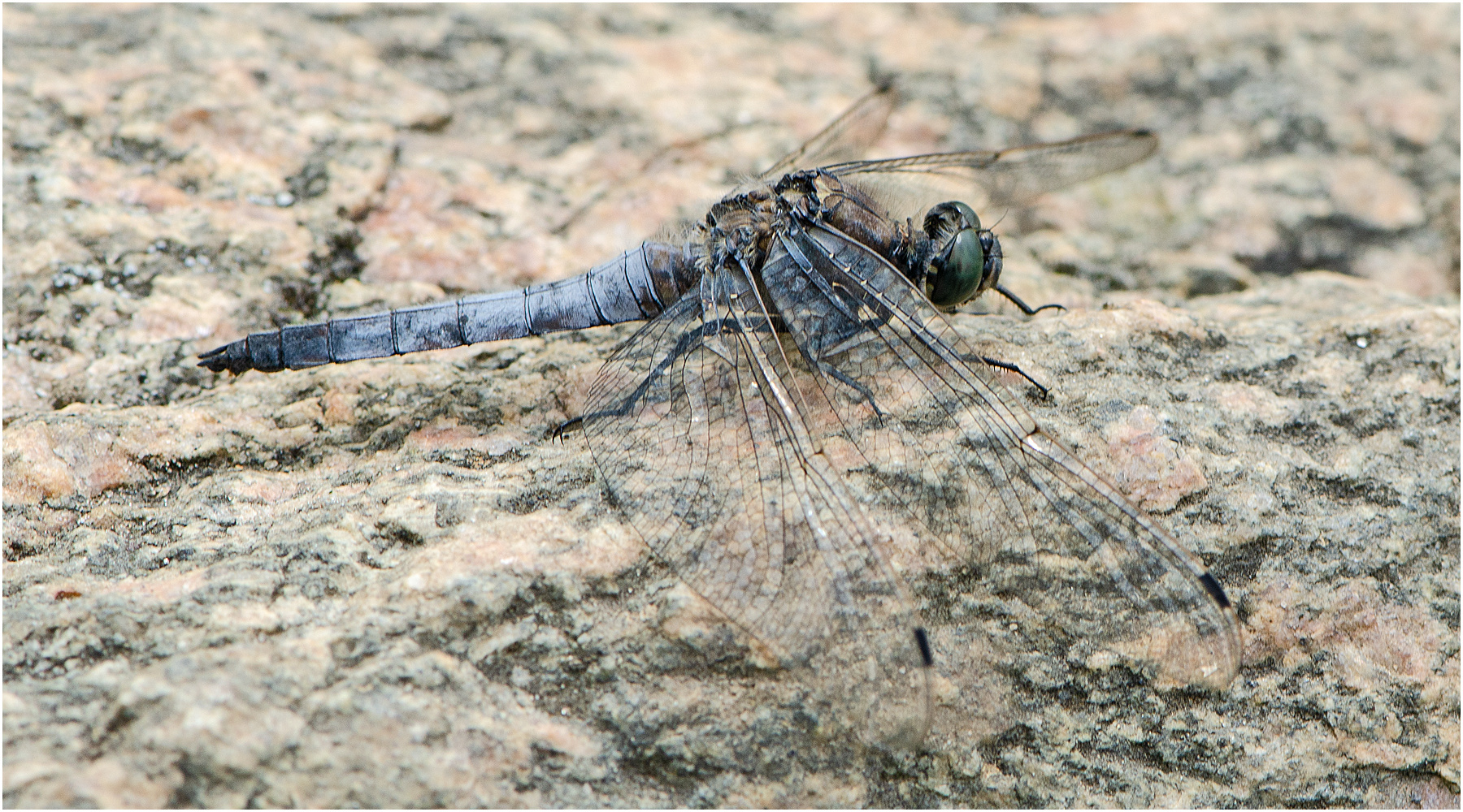 Der Große Blaupfeil (Orthetrum cancellatum) kehrte . . .