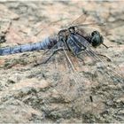 Der Große Blaupfeil (Orthetrum cancellatum) kehrte . . .