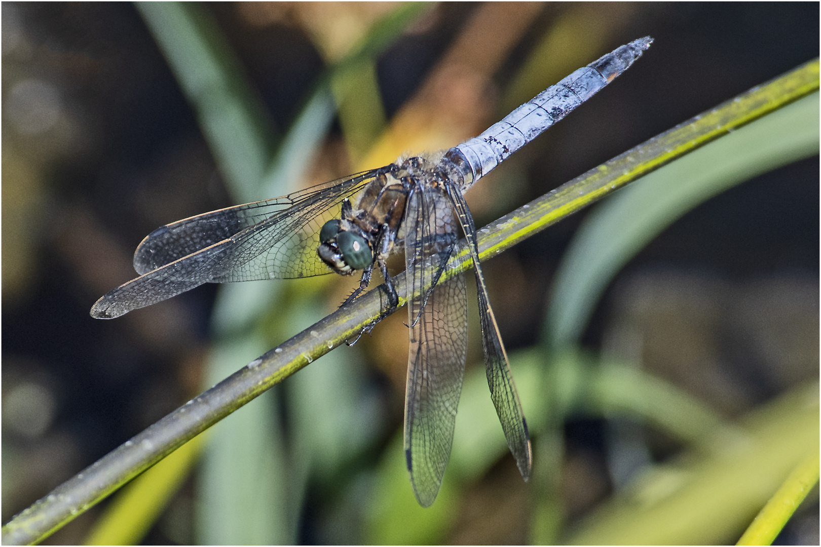 Der Große Blaupfeil (Orthetrum cancellatum) legte nach . . .