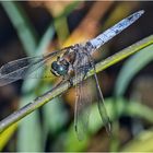 Der Große Blaupfeil (Orthetrum cancellatum) legte nach . . .