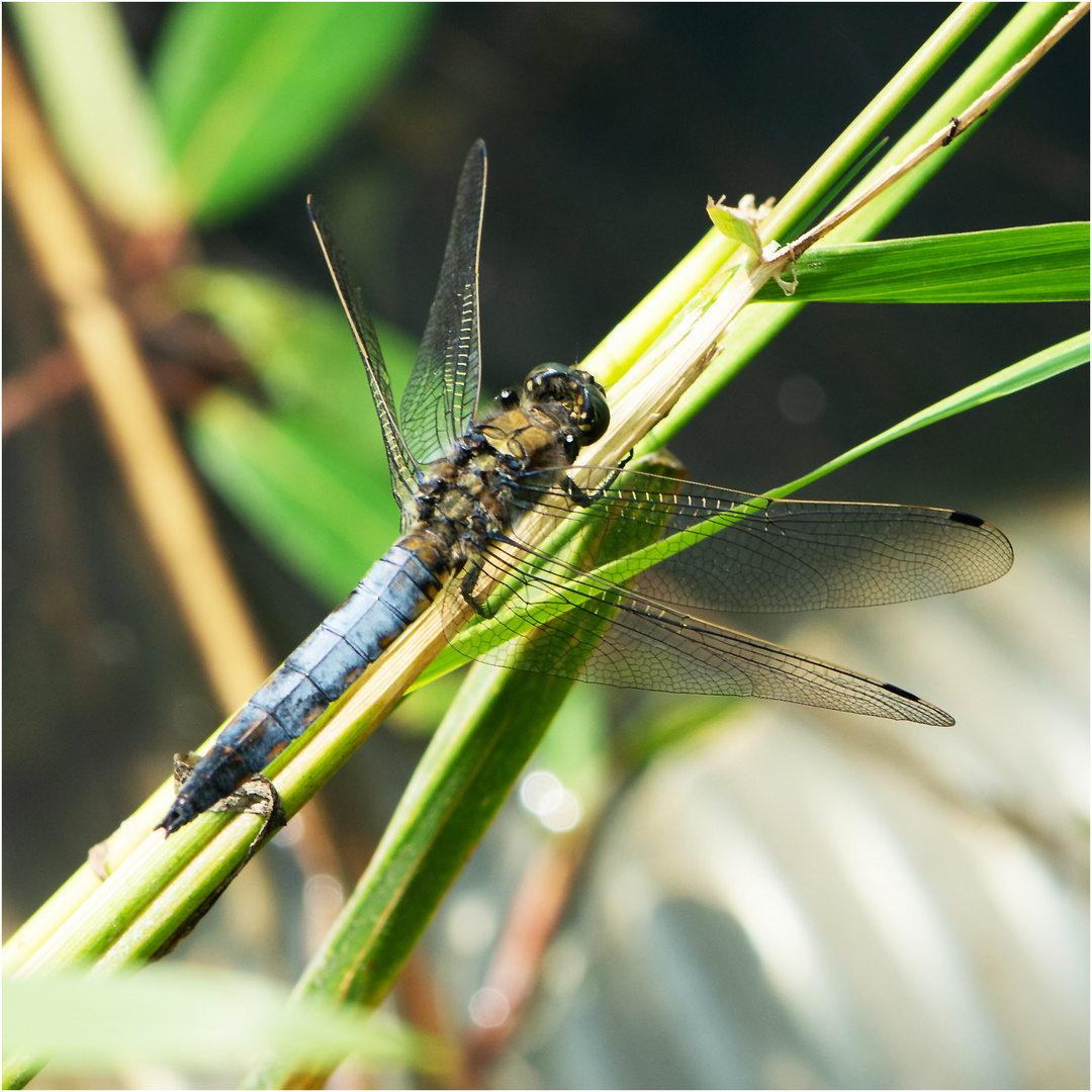 Der Große Blaupfeil (Orthetrum cancellatum) lieferte sich . . .