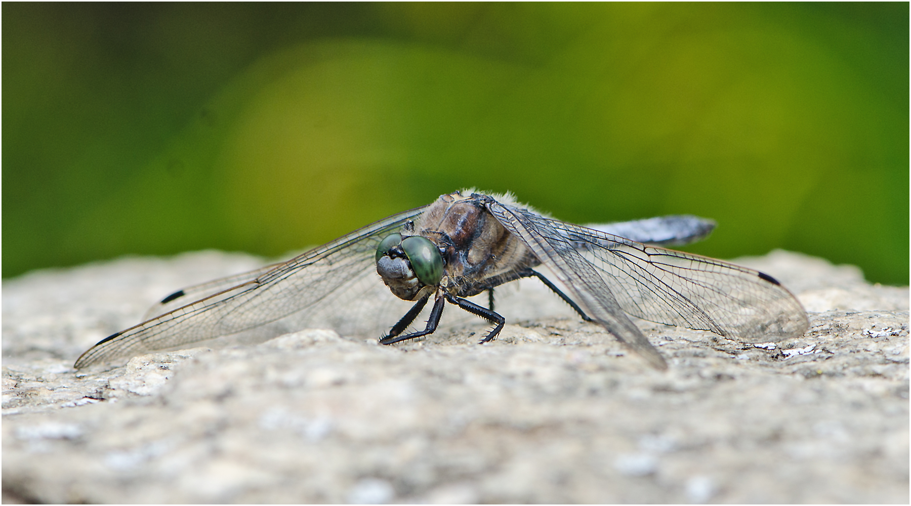 Der Große Blaupfeil (Orthetrum cancellatum) wärmte . . .