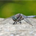 Der Große Blaupfeil (Orthetrum cancellatum) wärmte . . .