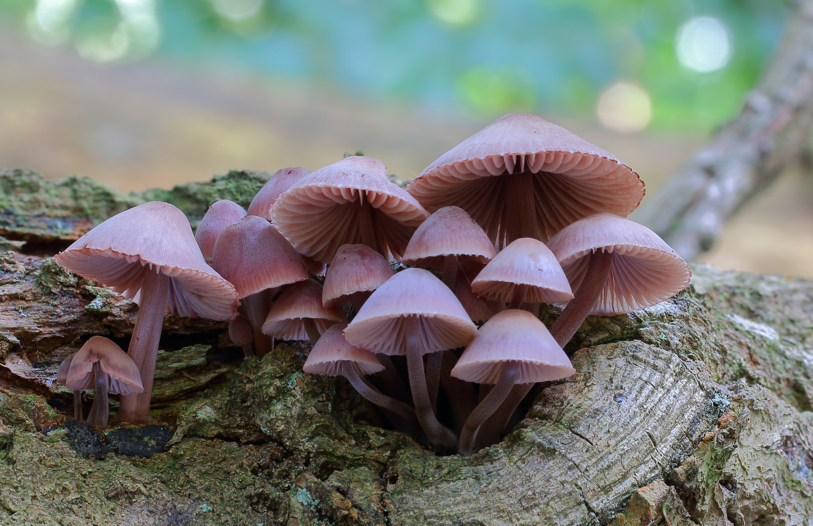 Der Große Bluthelmling (Mycena haematopus)