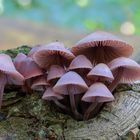 Der Große Bluthelmling (Mycena haematopus)