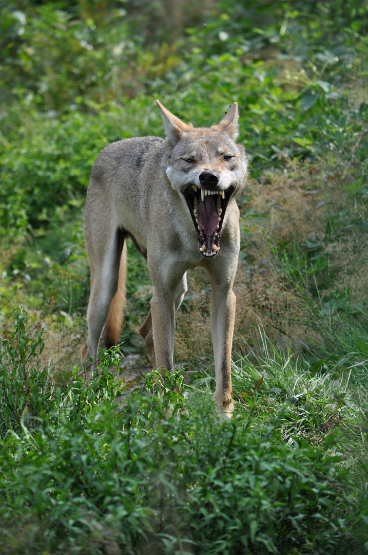 Der große böse Wolf