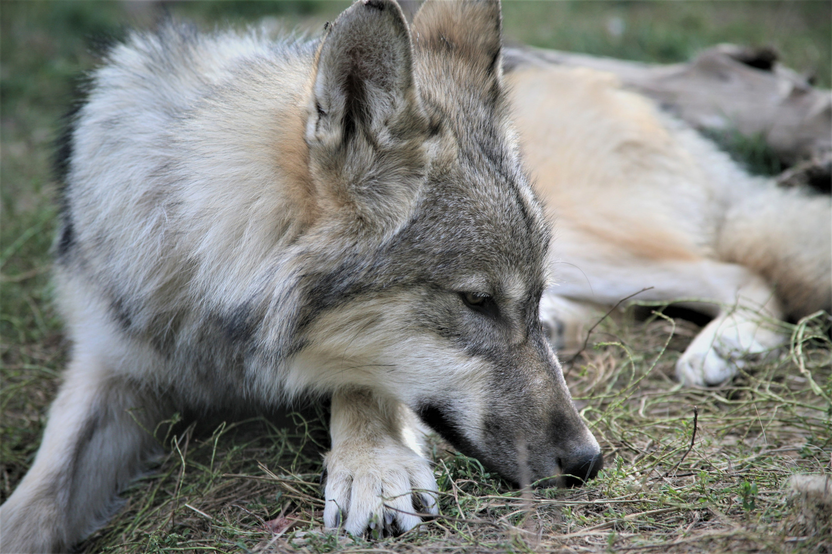 Der große böse Wolf...?