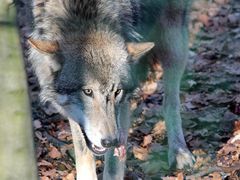 Der Große böse Wolf