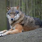 Der große böse Wolf