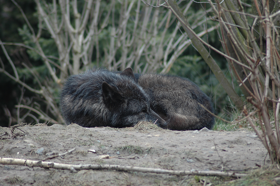Der Große Böse Wolf Der Große Böse Wolf