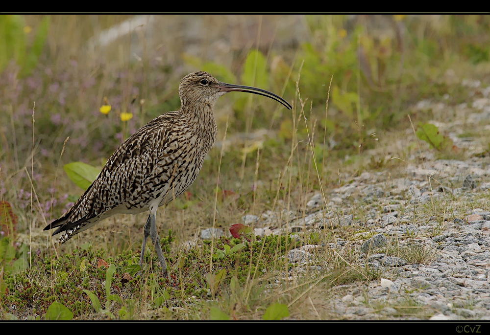 der große Brachvogel