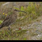 der große Brachvogel