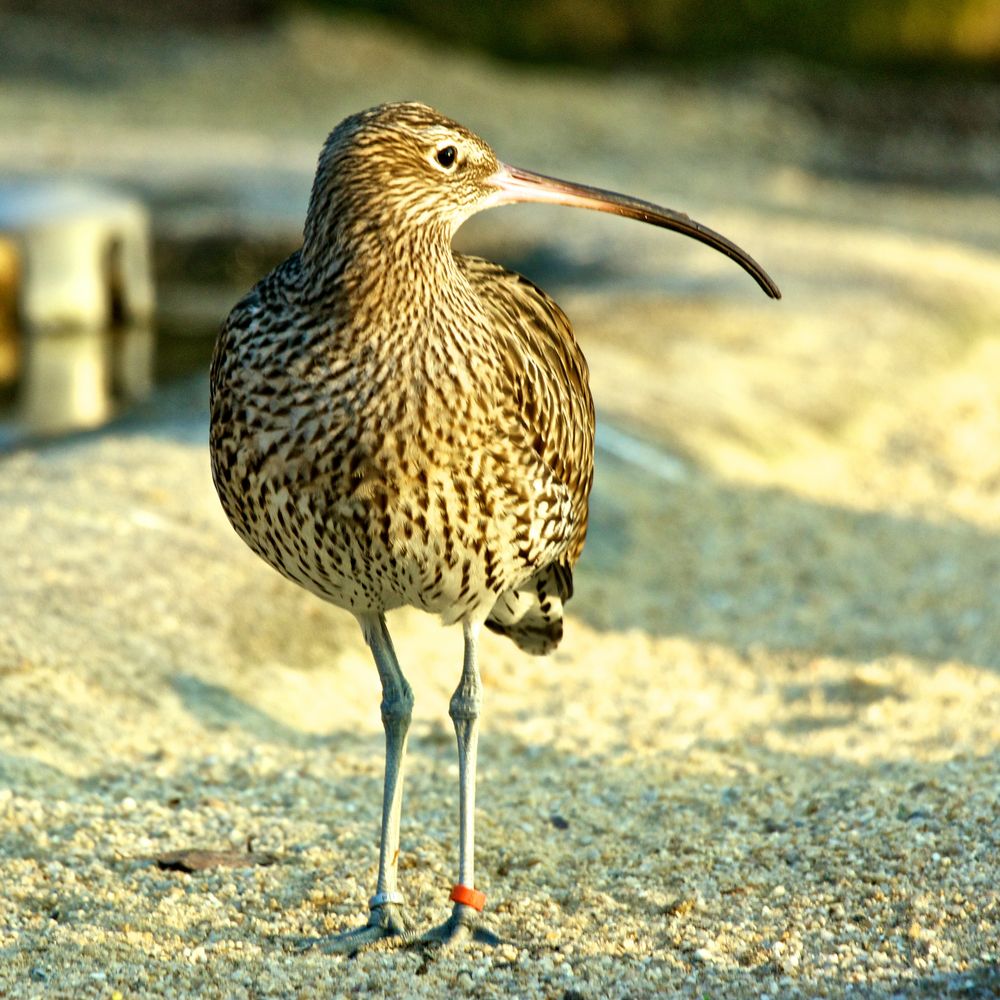 Der große Brachvogel (3)...