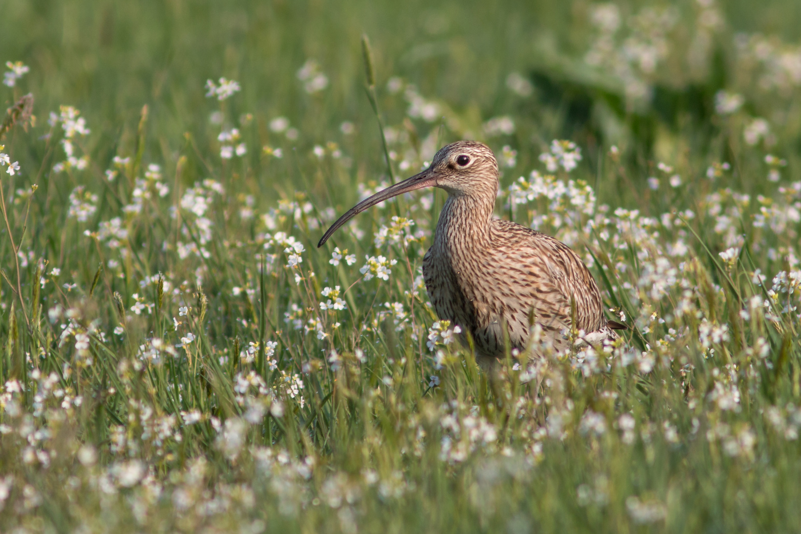 Der große Brachvogel