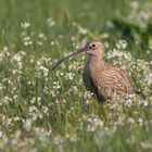 Der große Brachvogel