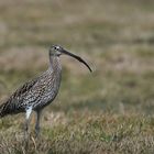 der große Brachvogel....