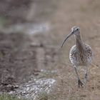 Der Große Brachvogel ...