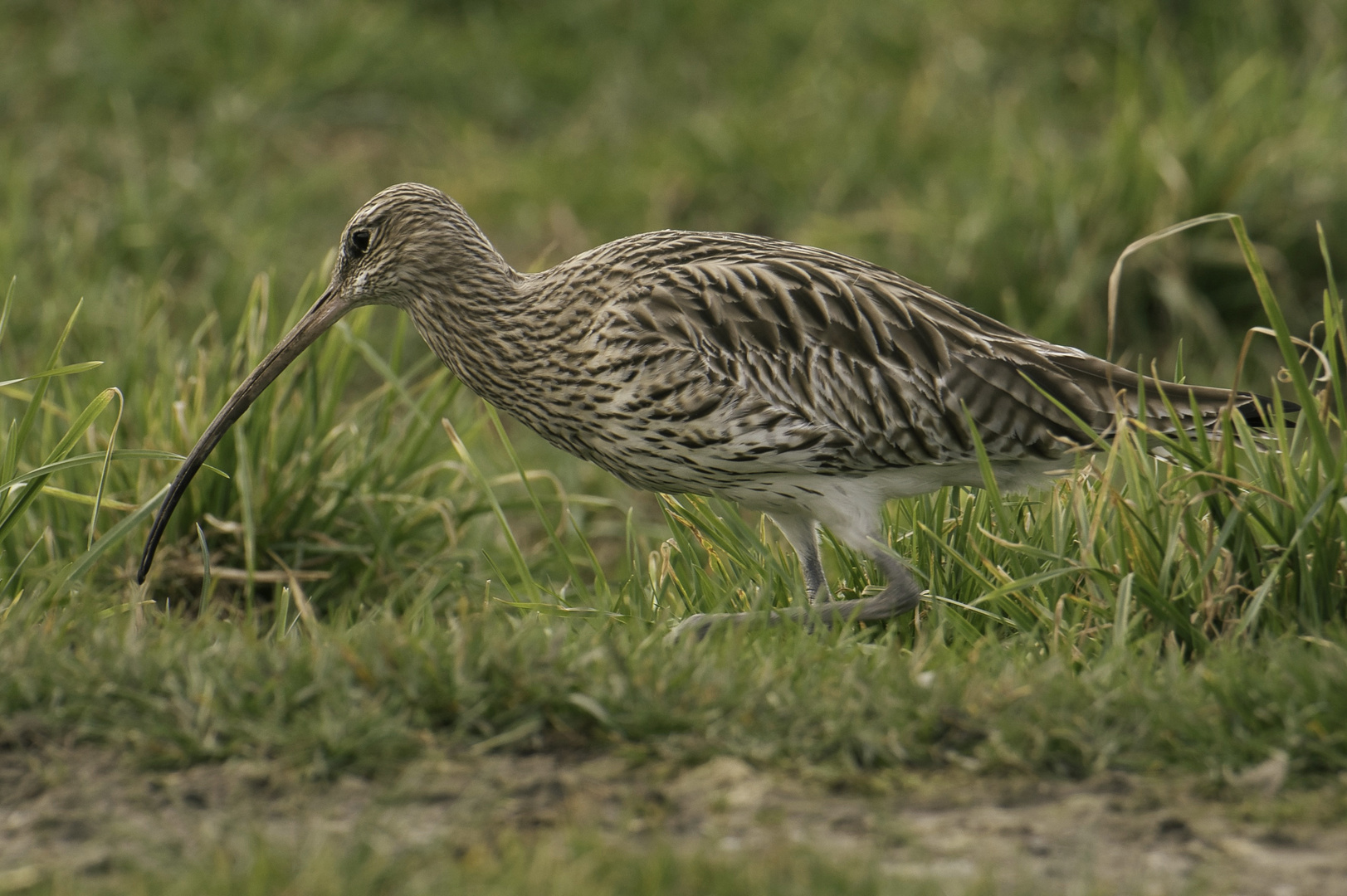 Der Grosse Brachvogel