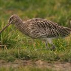 Der Grosse Brachvogel