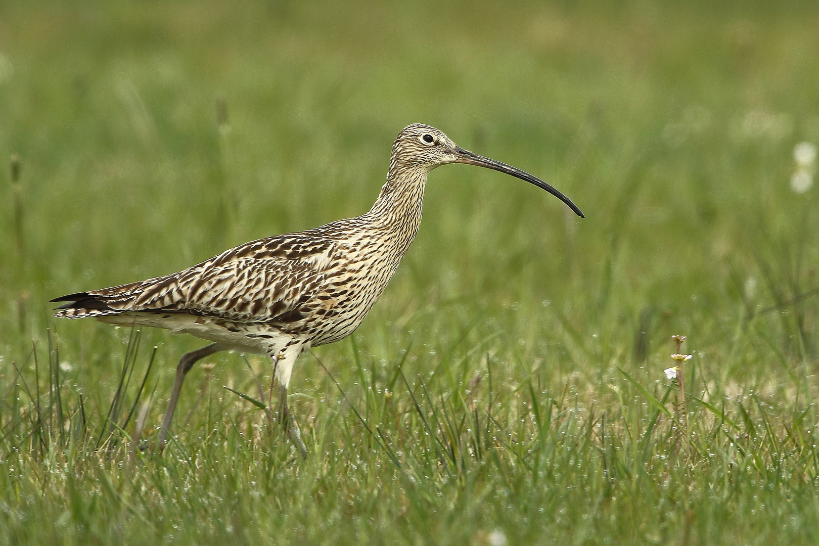 Der Große Brachvogel