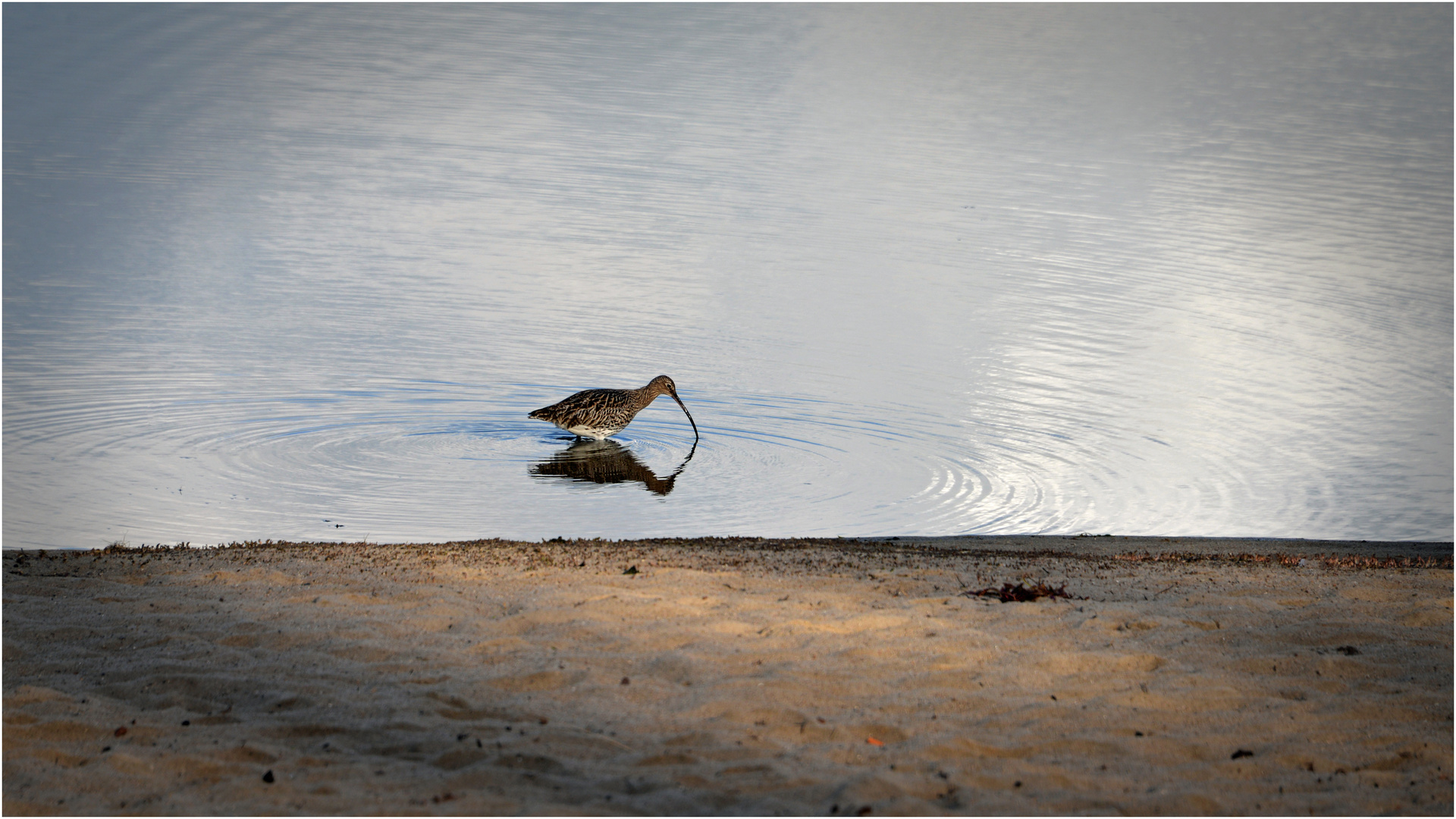 Der große Brachvogel