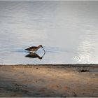 Der große Brachvogel