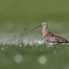 Der große Brachvogel