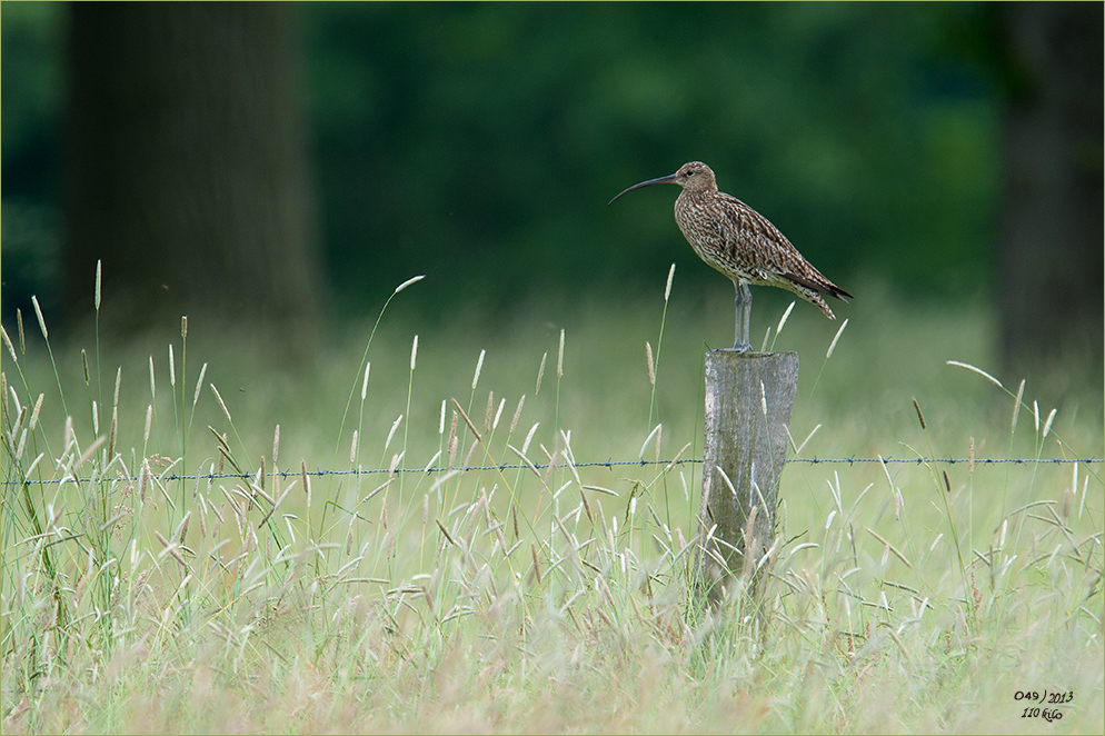 Der Große Brachvogel