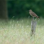 Der Große Brachvogel