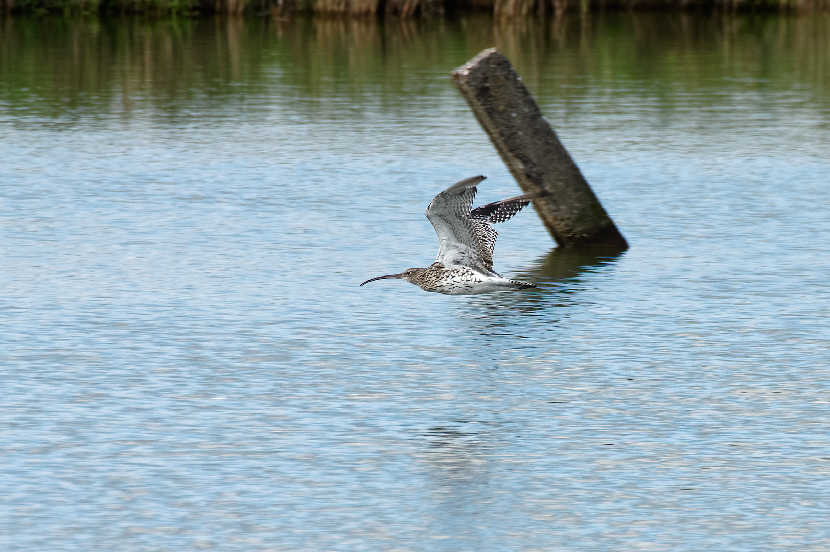 Der große Brachvogel