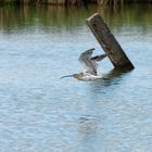 Der große Brachvogel