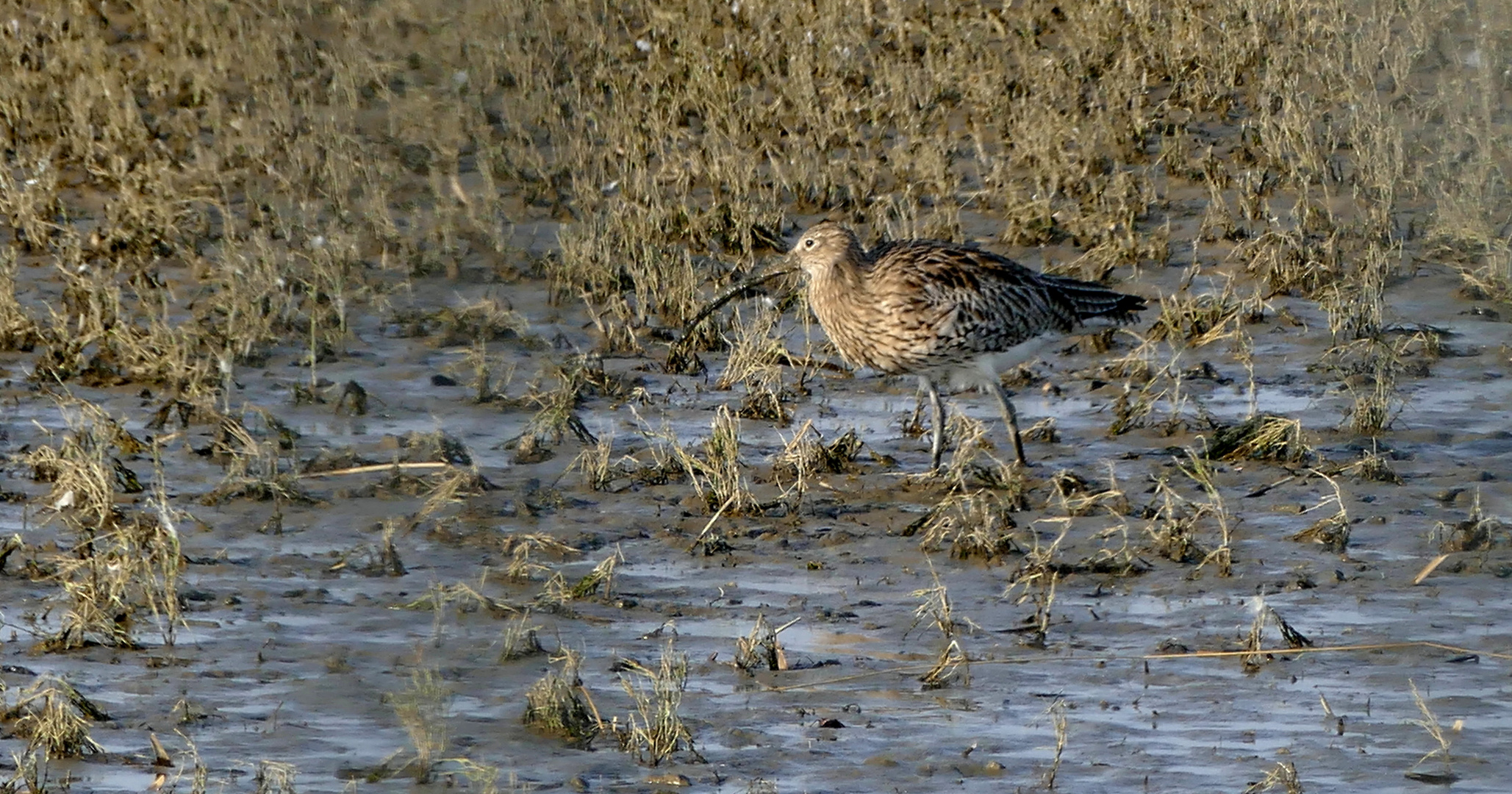 Der Große Brachvogel (Numenius arquata)