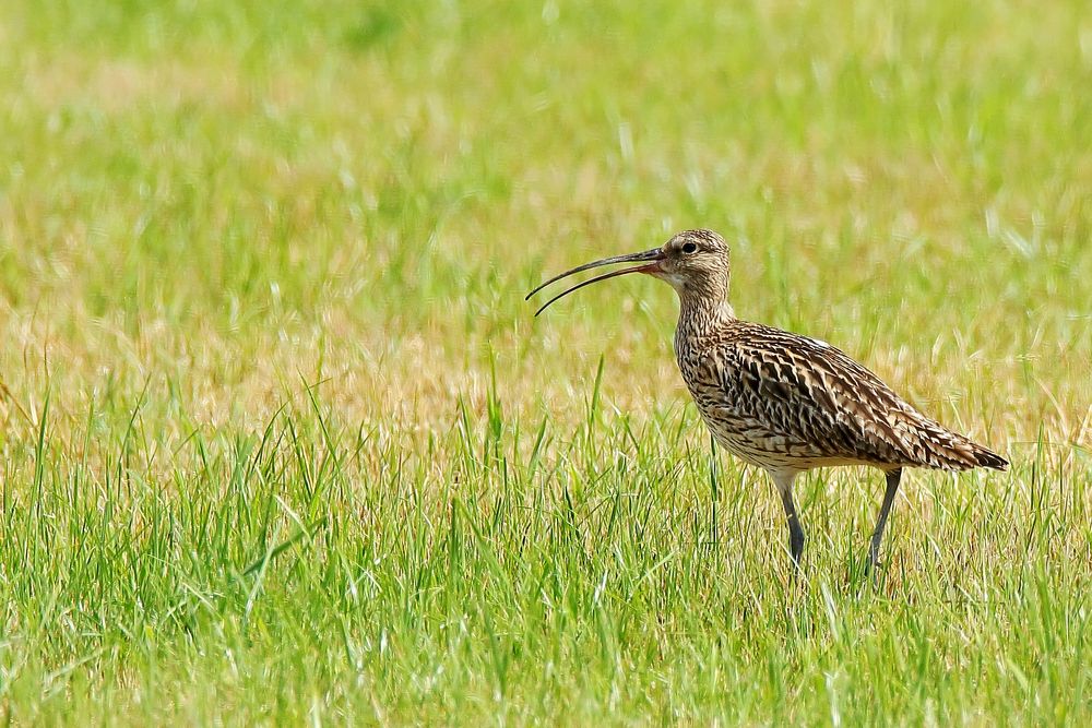 Der Große Brachvogel (Numenius arquata)