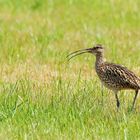 Der Große Brachvogel (Numenius arquata)